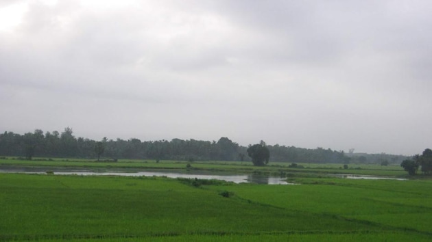 Goa’s coastal lands - also known as khazans - are a source of food for its villagers who reside in the coastal regions.(HT Photo) Goa’s coastal lands - also known as khazans - are a source of food for its villagers who reside in the coastal regions.(HT Photo)