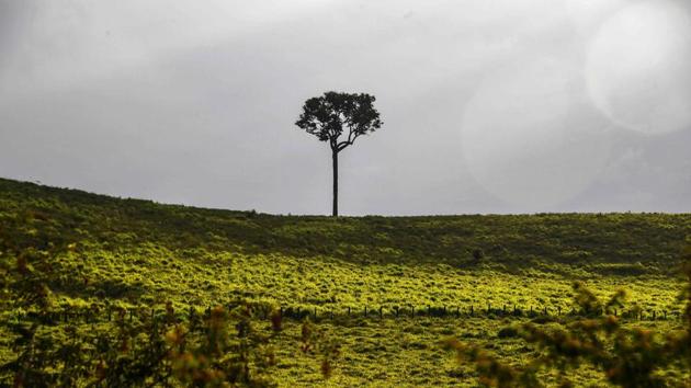 Temperatures have risen in the region as a result of deforestation, locals say. Expanding farming has also driven up land and house prices, and replaced food crops that previously supplied the local market, says Sandro Leao, an economics professor at the Federal University of Western Para. Wages and employment, however, have not kept pace. And cell phone service is non-existent outside the big towns. (Nelson Almeida / AFP)
