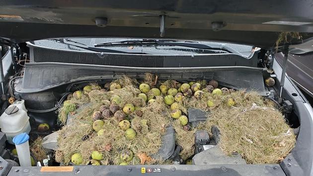 The image shows walnuts and grass under the hood of a SUV.(AP)