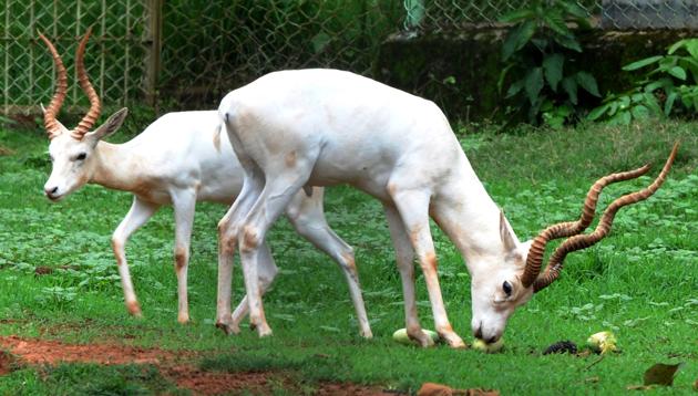 Two antelope horns seized in Pune, one arrested - Hindustan Times