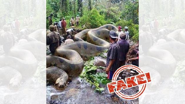 What Is the Biggest Snake in the World?