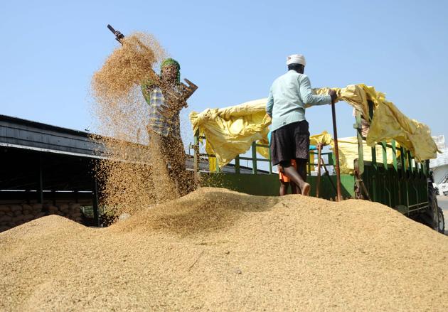 A labourer unloading paddy at the grain market in Patiala on Friday.(HT Photo)