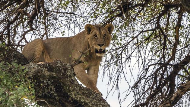 A young lion climbs down a tree. Within the boundaries of Tanzania’s Tarangire National Park, lions sleep on open river banks and dangle from tree often ignoring the squadrons of open-top safari tour vehicles passing by. Saitoti Petro, one of the Masaai scans a dirt road in northern Tanzania for recent signs of the top predator on the African savannah. “If you see a lion,” he warns, “stop and look it straight in the eyes — you must never run.” (Jerome Delay / AP)