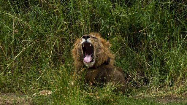 A young male lion yawns as he wakes up. Petro explains, the problem now is that there are too few lions, not too many. “It will be shameful if we kill them all,” he says. “It will be a big loss if our future children never see lions.” And so he’s joined an effort to protect lions, by safeguarding domestic animals on which they might prey. (Jerome Delay / AP)