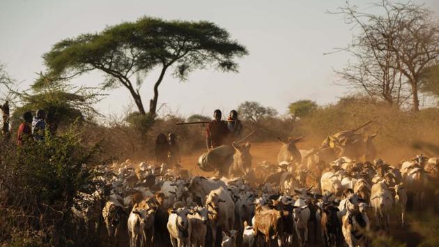 As his team walks toward the gulley, they hear cow bells jingling. “We should go and check if anyone is coming this way,” says Petro. “We need to warn them.” They soon find two young shepherds, pre-teen boys sitting under an acacia tree, playing with small yellow fruit like balls in the dirt. Their two dozen cattle are meandering toward the ravine. Petro kneels to greet the boys, then advises them about the lion. (Jerome Delay / AP)