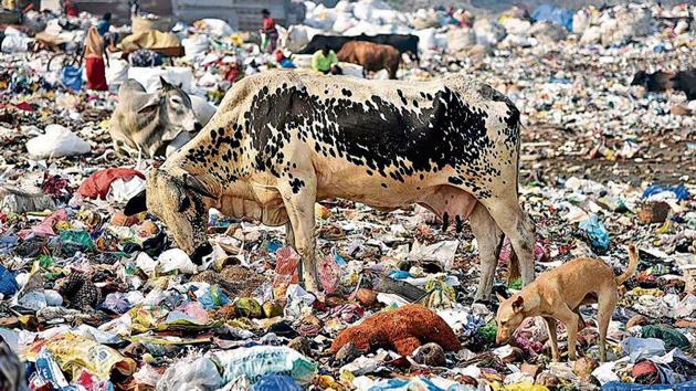 Animals eating waste materials on a pile of garbage in New Delhi (ANI Photo) Animals eating waste materials on a pile of garbage in New Delhi (ANI Photo)