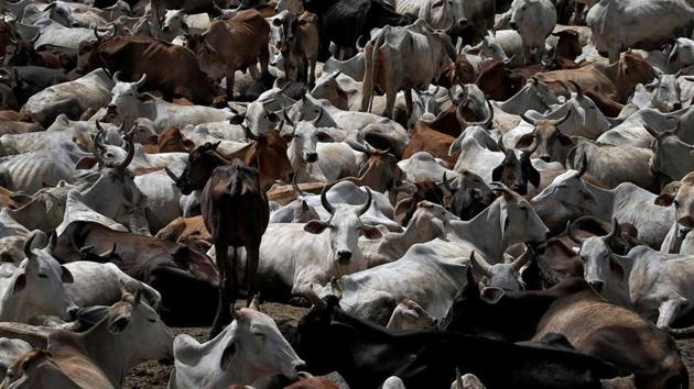 A large number of cattle are going out of Odisha every day to Andhra Pradesh and West Bengal, from where they are being sent to Bangladesh, said Maneka Gandhi, BJP lawmaker and animal rights activist. (Reuters Photo) A large number of cattle are going out of Odisha every day to Andhra Pradesh and West Bengal, from where they are being sent to Bangladesh, said Maneka Gandhi, BJP lawmaker and animal rights activist. (Reuters Photo)