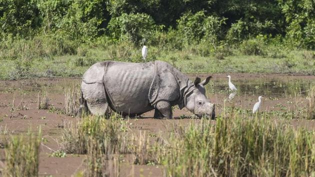 A one-horned rhinoceros seen at the Bagori Range of Kaziranga National Park in Nagaon district of Assam. The park was reopened on Saturday for tourists after its routine closure during the monsoon season. (PTI)