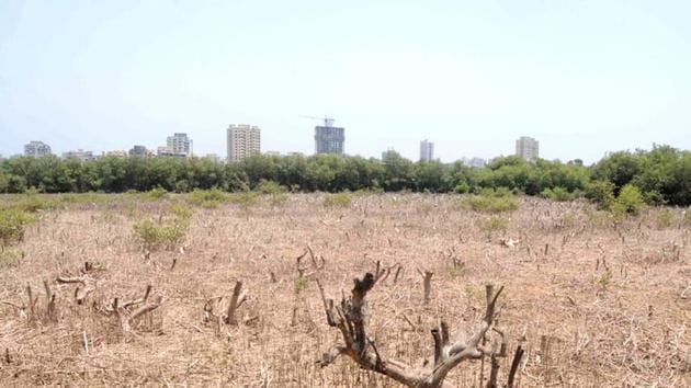 Mangroves at Gorai make up part of the green stretch dividing Mumbai and Mira-Bhayandar municipal corporations.(HT Photo)