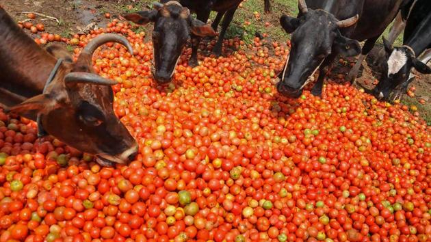 Cows feed on tomatoes destroyed during the floods following heavy rain in Chimagalur, Karnataka. (PTI)