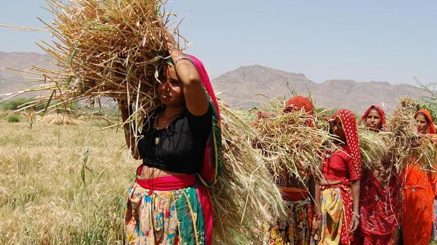 New subsidy scheme for farmers in Rajasthan will focus on women for gender mainstreaming (HT File) New subsidy scheme for farmers in Rajasthan will focus on women for gender mainstreaming (HT File)