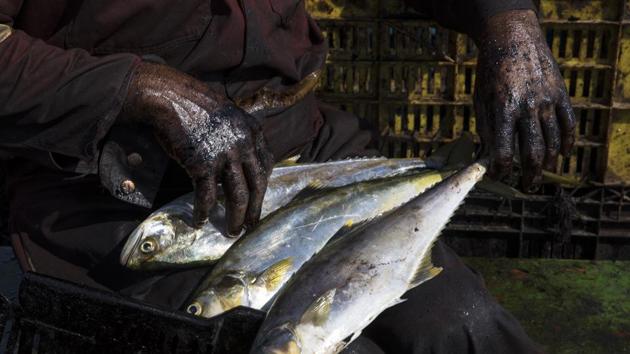 Fisherman Edward Alexander Barrios organizes bass, known as “robalo,” that he caught in Lake Maracaibo as he returns home by boat in Cabimas. The oily water, petroleum fumes and daily diet of contaminated seafood expose the local villages to a host of potential health problems such as respiratory illnesses, skin lesions and even cancer, according to Cornelis Elferink, a professor of pharmacology and toxicology at the University of Texas Medical Branch at Galveston. (Rodrigo Abd / AP)