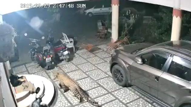 The video shows the leopard walking stealthily towards the dog sleeping at the doorstep.(Screengrab)