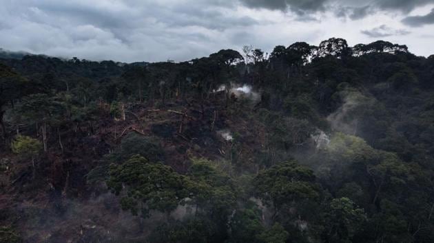 According to the park authorities, Pygmies have destroyed 350 hectares (864 acres) of woodland -- an act of deforestation that gnaws away at the gorillas’ habitat. In 1994, the park was listed by UNESCO as among World Heritage Sites in danger. “The invasion began in August (2018). In December, it accelerated,” said Hubert Mulongoy, the park spokesman. (Alexis Huguet / AFP)