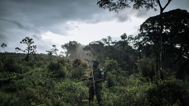 The park’s management say a community of about 6,000 Pygmies living on the edge of the park have been egged on by influential figures in the region. Army officers, provincial ministers, members of the provincial legislature and traders were outraged when a new park director, De-Dieu Bya’Ombe Balongelwa, set about closing their farms, located deep inside the park, after his appointment in April last year. (Alexis Huguet / AFP)