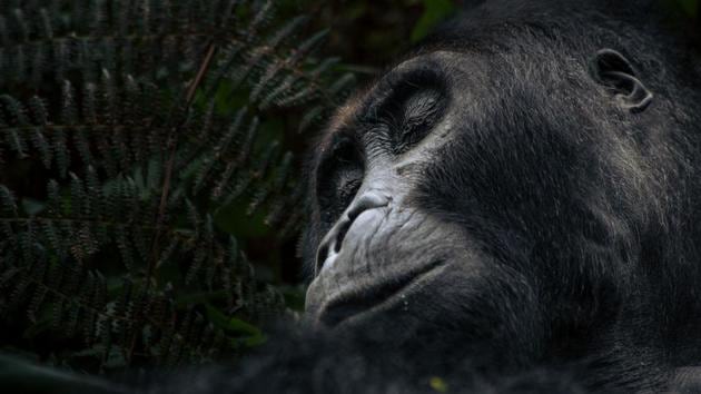A male Eastern lowland gorilla, a survivor in a critically endangered species reduced to about 250 members, rests in the forest of Kahuzi-Biega National Park in northeastern Democratic Republic of Congo. Since summer 2018, some local communities have started logging in this protected area, threatening gorilla habitat. (Alexis Huguet / AFP)