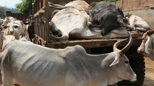 Carcasses of many cows were found in Kanha Upvan of Bareilly by mayor Umesh Gautam.(Himanshu Vyas/ Hindustan Times)