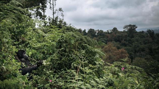 Their home is a haven in the province of South Kivu -- a battleground for rival militias for a quarter of a century. But these gorillas also face an emerging threat from a conflict with local Pygmies, who claim that they were robbed of ancestral lands when the park was extended in the 1970s. Last year, Pygmies began to move onto land inside the park’s perimeter and started to cut down trees, mainly to make charcoal. (Alexis Huguet / AFP)