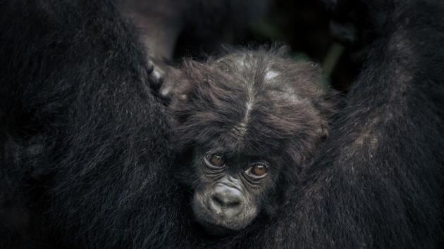 But the conflict and the chopping down of trees affect the showcase region of the park: its higher ground that is home to gorillas accessible to the well-heeled visitors, who typically number about 2,000 a year. The front line is scarcely an hour’s drive from the capital Bukavu, located in a densely populated region like everywhere on the shores of Lake Kivu. The demographic pressure is all the way to threatened land in the park. (Alexis Huguet / AFP)