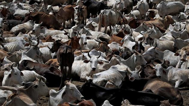 Since the closure of tanneries in UP, carcasses are not fetching more than Rs 250 each, hence the reluctance to pick up carcasses. (REUTERS File) Since the closure of tanneries in UP, carcasses are not fetching more than Rs 250 each, hence the reluctance to pick up carcasses. (REUTERS File)