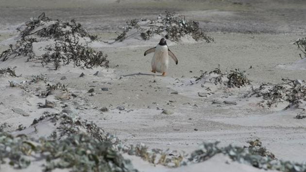 A Gentoo penguin is seen at Volunteer Point, north of Stanley in the Falkland Islands (Malvinas), a British Overseas Territory in the South Atlantic Ocean. It may be a remote archipelago 13,000 kilometres from mainland Britain but the Falkland Islands’ incredible biodiversity, as well as fishing and meat exports, are under threat from Brexit. (Porciuncula Brune / AFP)
