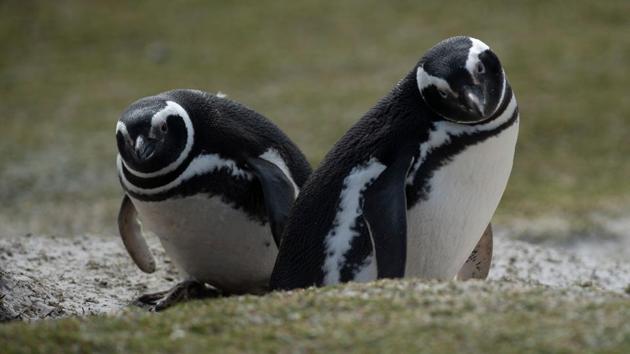Magellanic penguins seen at Volunteer Point. The Falklands has an incredibly rich biodiversity including more than 25 species of whales and dolphins, but it is the guaranteed ability to get up close and personal with penguins that makes it such an enticing destination. There are five penguin species in the archipelago -- King, Rockhopper, Gentoo, Magellanic and Macaroni. (Porciuncula Brune / AFP)