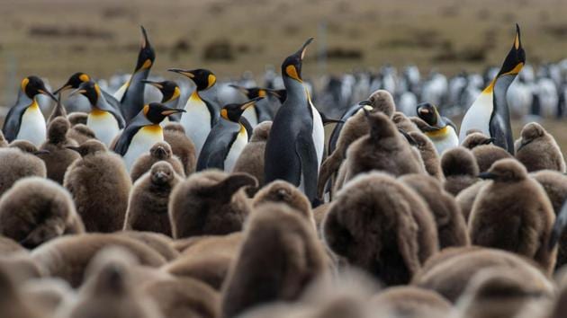 While British Prime Minister Boris Johnson’s government and the European Union squabble over Brexit, conservationists in the Falklands -- a British overseas territory of 3,400 inhabitants -- are anxiously following events as they run the risk of losing significant EU funding. (Porciuncula Brune / AFP)