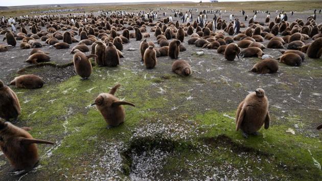 Esther Bertram, who leads the Falklands Conservation NGO, says Britain must take responsibility for the wildlife in its overseas territories. “We have endangered sei whales visiting here; we have the largest populations of a whole range of species: black-browed albatrosses, we have five (species of) penguins that you can trip over, we have elephant seals sprawling; it’s a phenomenal natural environment.” (Porciuncula Brune / AFP)