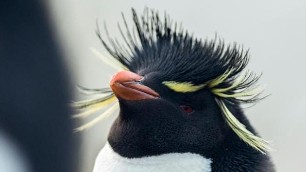 A Rockhopper penguin at Kidney Island, north of Stanley. The Falklands’ two main exports -- fishing and meat -- could be adversely affected by a “No Deal” Brexit or even a bad deal, says Leona Roberts, a member of the Falklands’s eight-strong legislative assembly. Fishing accounted for 43% of the Falklands GDP from 2007-16 and nearly all its exports in 2018 went to the EU. (Porciuncula Brune / AFP)
