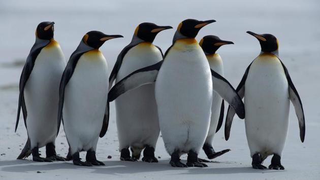 As a British overseas territory, the Falkland Islanders did not get to vote in the Brexit referendum. The islands are not even part of the UK -- and hence not part of the EU -- but as an overseas territory they benefit from the customs union. (Porciuncula Brune / AFP)