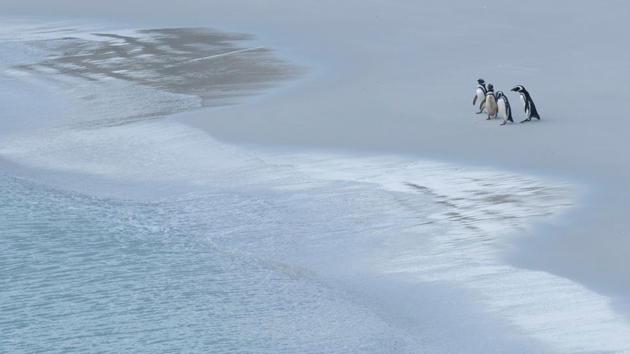 Gabi McRae, a Chilean who works in quality control at the Falkland Islands Meat Company, has already noticed the effect of a weakening pound.”In the first few years when I did the exchange, one pound was equal to 1,000 Chilean pesos. Now it’s just 600-700,” said the 31-year-old. Roberts, though, feels that whatever happens, the islanders’ “natural sort of pragmatism and sense of spirit” will help them find a way to survive. (Porciuncula Brune / AFP)