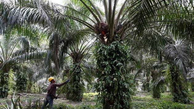 A worker collects palm oil fruits at a plantation in Bahau, Negeri Sembilan, Malaysia January 30, 2019. Palm is Malaysia’s biggest agricultural export, while India is its top buyer.(REUTERS File)