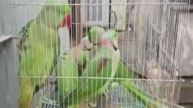 Image shows the parakeets, taken to a Delhi court, inside a cage.(Twitter/@ANI)