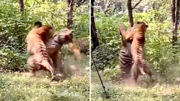 Tigers fight a fierce battle over tigress in Ranthambore. Watch | Trending  - Hindustan Times