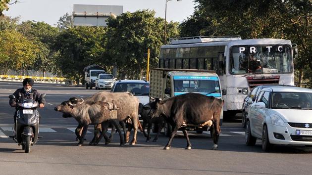 There are an estimated 2,000 stray cattle in the town and officials have been able to catch only 200 animals in one year.(HT FILE)