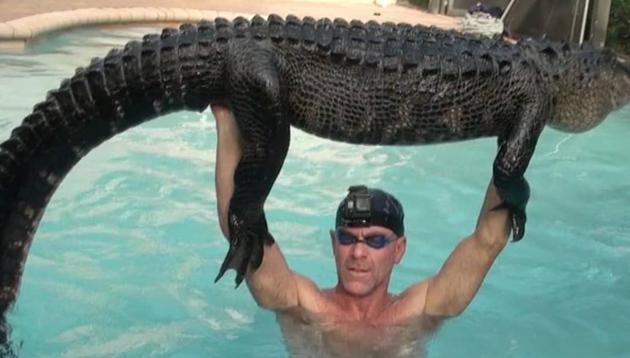 The alligator turned out to be turned out to be 8 feet 8 in.(Instagram/gatorboysalligatorrescue) The alligator turned out to be turned out to be 8 feet 8 in.(Instagram/gatorboysalligatorrescue)