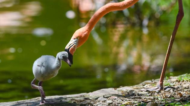 A one-week-old flamingo and its mother are pictured at the Santa Fe Zoo in Medellin, Antioquia department, Colombia. (Joaquin Sarmiento / AFP)