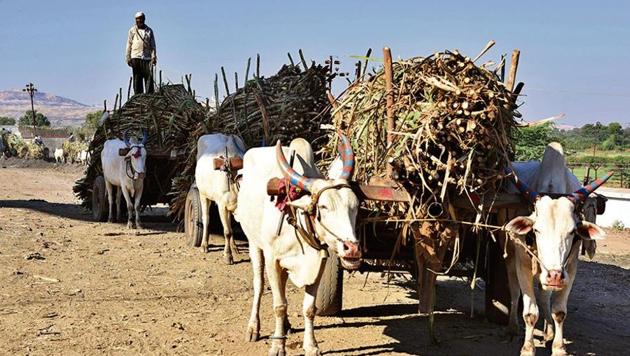 A labourer carts sugarcane to Bhausaheb Thorat cooperative sugar factory in Sangamner taluka of Ahmednagar district. (Photo by Anshuman Poyrekar/Hindustan Times) A labourer carts sugarcane to Bhausaheb Thorat cooperative sugar factory in Sangamner taluka of Ahmednagar district. (Photo by Anshuman Poyrekar/Hindustan Times)
