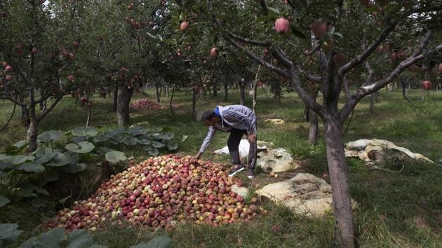Kashmiri farmer Rayees Ahmad shows a pile of rotten apples inside his orchard in Wuyan, south of Srinagar, Jammu and Kashmir. (Dar Yasin / AP)
