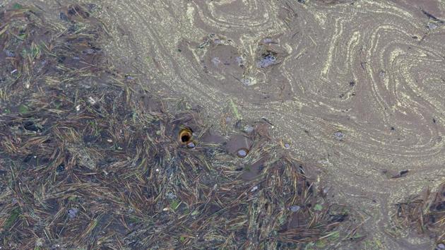 Fish swim in a lake covered in yellow pollen and needles from cedar trees in Dharmsala, Himachal Pradesh. During every autumn Himalayan cedars release copious amounts of pollen. (Ashwini Bhatia / AP)
