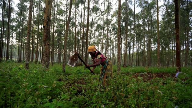Farmer Nzyava, 49, works on her land next to an ETC in Katwa. Nzyava did not suffer from Ebola but lost neighbours. More than 3,200 people are known to have been infected with the virus, of whom more than 2,100 have died since the outbreak was declared in the eastern region. (Zohra Bensemra / REUTERS)