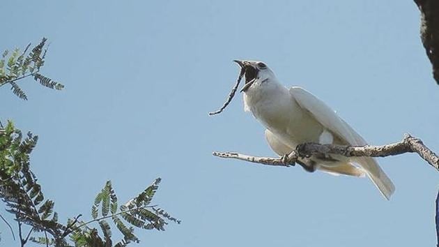 All for love: How the white bellbird, named for being world’s loudest, sings its heart out.(Instagram) All for love: How the white bellbird, named for being world’s loudest, sings its heart out.(Instagram)