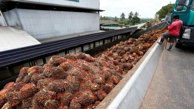 A worker unloads palm oil fruit bunches from a lorry inside a palm oil mill in Bahau, Negeri Sembilan, Malaysia January 30, 2019.(REUTERS File)
