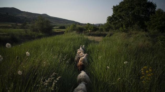 Sheep are pastured near the shore in Ane Vjosa. A 2018 study led by University of Vienna found the Vjosa inhabited more than 90 types of aquatic invertebrates in places where dams are planned, plus hundreds of fish, amphibian and reptile species, some endangered and others endemic to the Balkans. But “the majority of the specific biodiversity will disappear in the case of the planned dam constructions,” they warned. (Felipe Dana / AP)