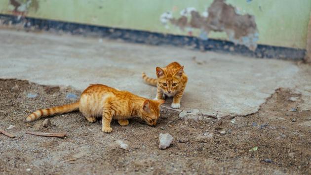 Both the cats are safe and doing well (representational image). (Unsplash) Both the cats are safe and doing well (representational image). (Unsplash)
