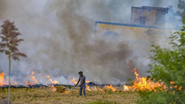 1,400 cases were reported taking the total for this kharif season to 4,036, the Chandigarh remote sensing department said. (PTI Photo) 1,400 cases were reported taking the total for this kharif season to 4,036, the Chandigarh remote sensing department said. (PTI Photo)