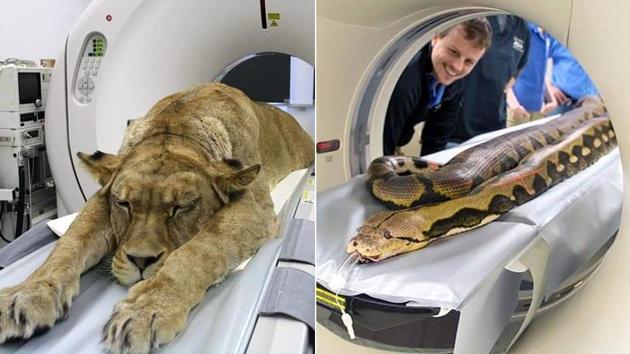 Not just the big cat, in his tweet thread, Chris Hogan eventually shared images of all sorts of animals getting CAT scans(Twitter/@Hogan698)