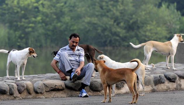 Chandigarh Sees 35 Increase In Dog Bite Cases In Five Years Hindustan Times