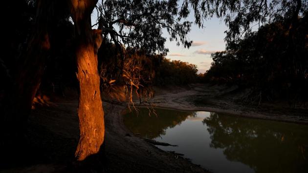 The trunk of a gum tree glows as the sun sets over what is left of the Darling River in Menindee. Lined with river red gums, the Darling also waters some of Australia’s richest grazing land. Parents have forbidden children from swimming in the murky water that remains. Fish caught in holes still deep enough to hold water are inedible. (Tracey Nearmy / REUTERS) The trunk of a gum tree glows as the sun sets over what is left of the Darling River in Menindee. Lined with river red gums, the Darling also waters some of Australia’s richest grazing land. Parents have forbidden children from swimming in the murky water that remains. Fish caught in holes still deep enough to hold water are inedible. (Tracey Nearmy / REUTERS)