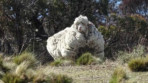 Chris the woolly sheep is seen in this undated picture. The Australian sheep that entered the Guinness World Records after being found with an enormously overgrown fleece died, its carers announced. (RSPCA ACT via REUTERS)